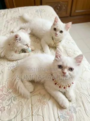 1-3 months Female Purebred Persian