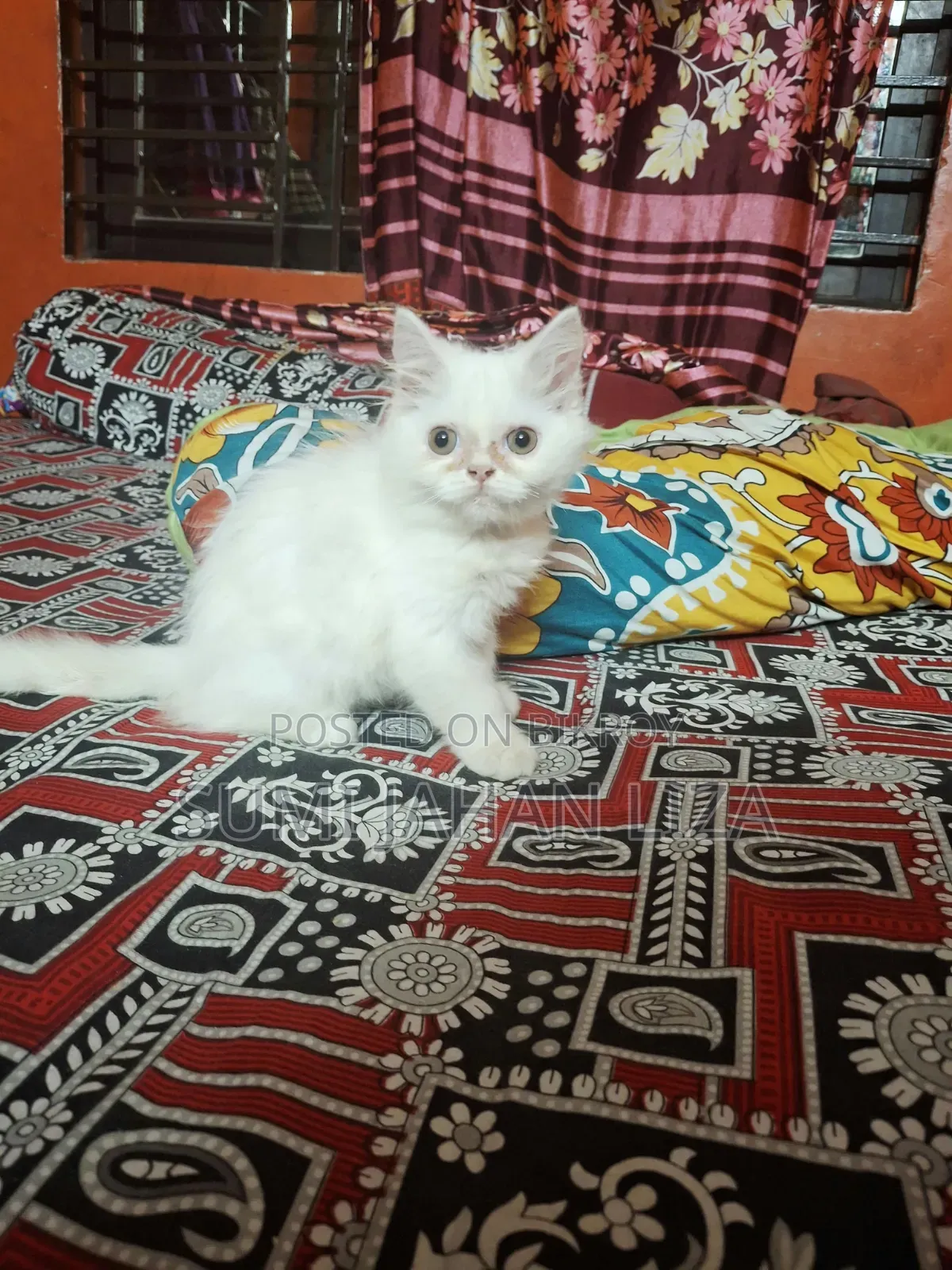 1-3 months Female Purebred Persian