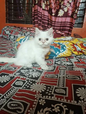 1-3 months Female Purebred Persian
