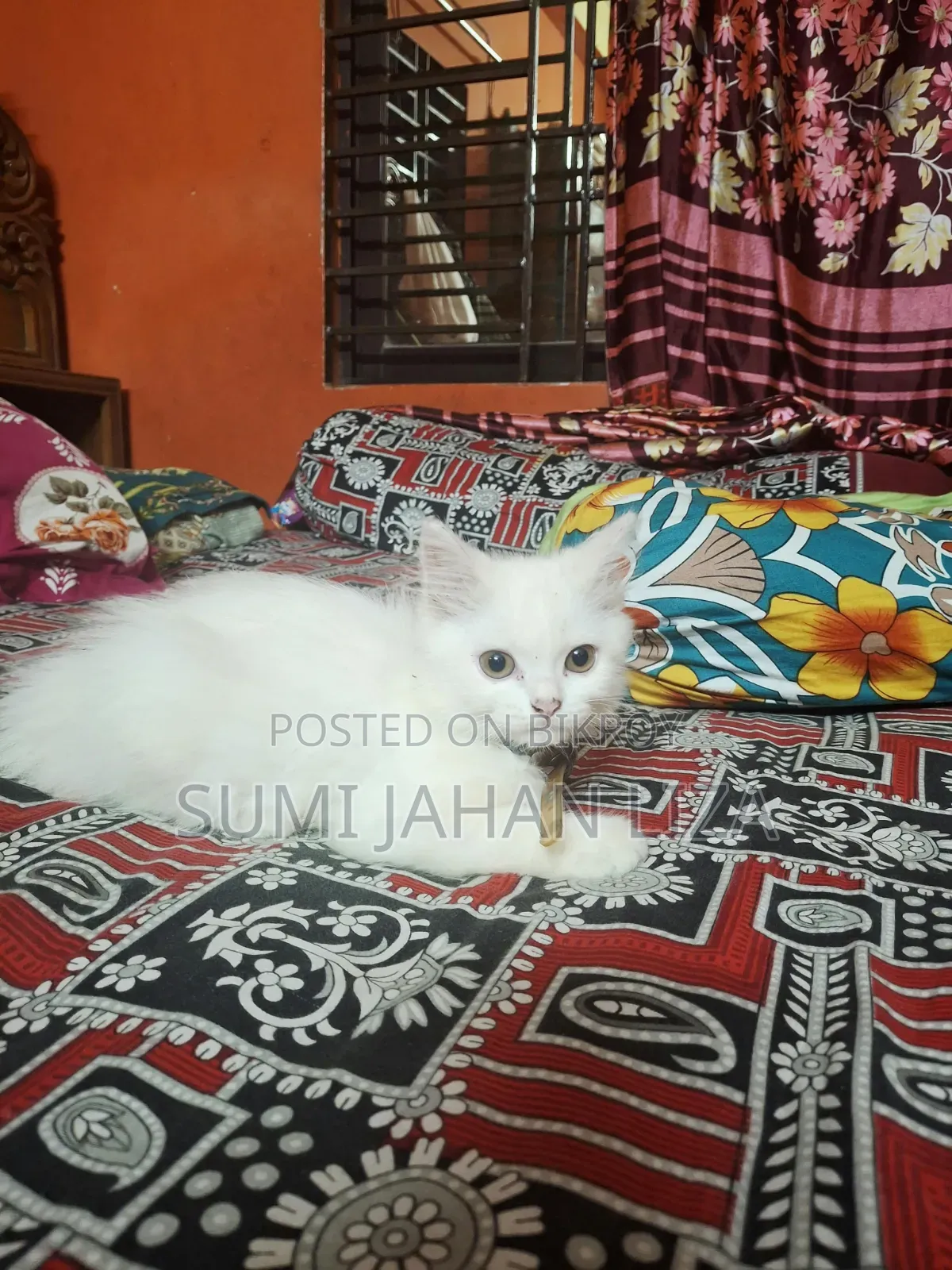 1-3 months Female Purebred Persian