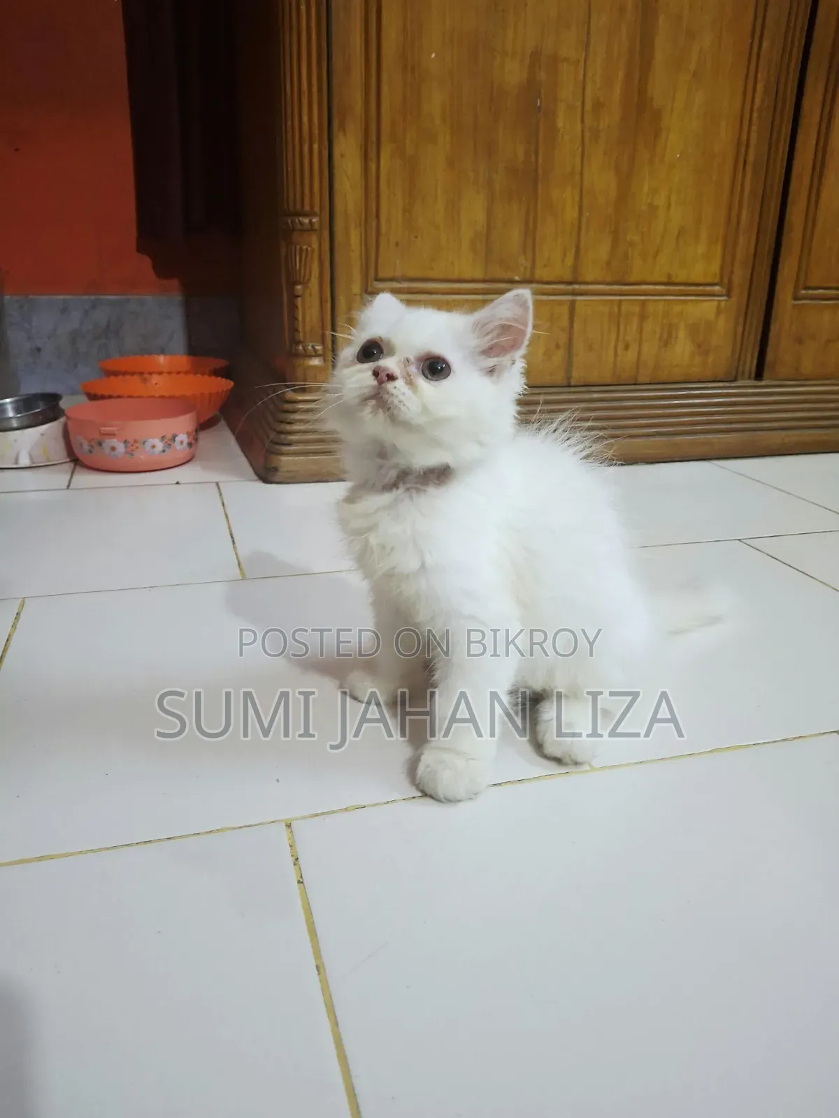 1-3 months Female Purebred Persian