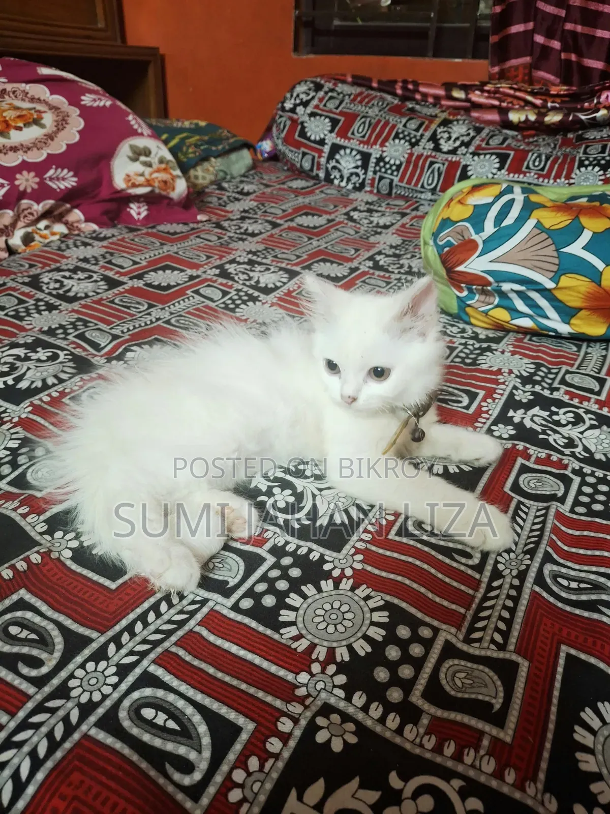 1-3 months Female Purebred Persian