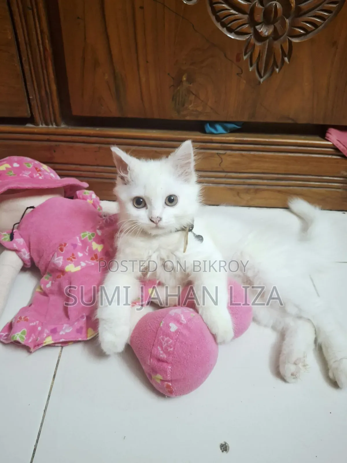 1-3 months Female Purebred Persian