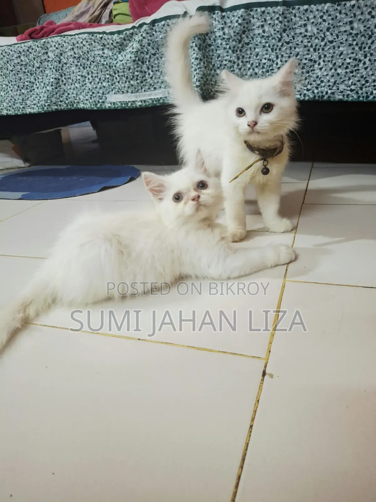 1-3 months Female Purebred Persian
