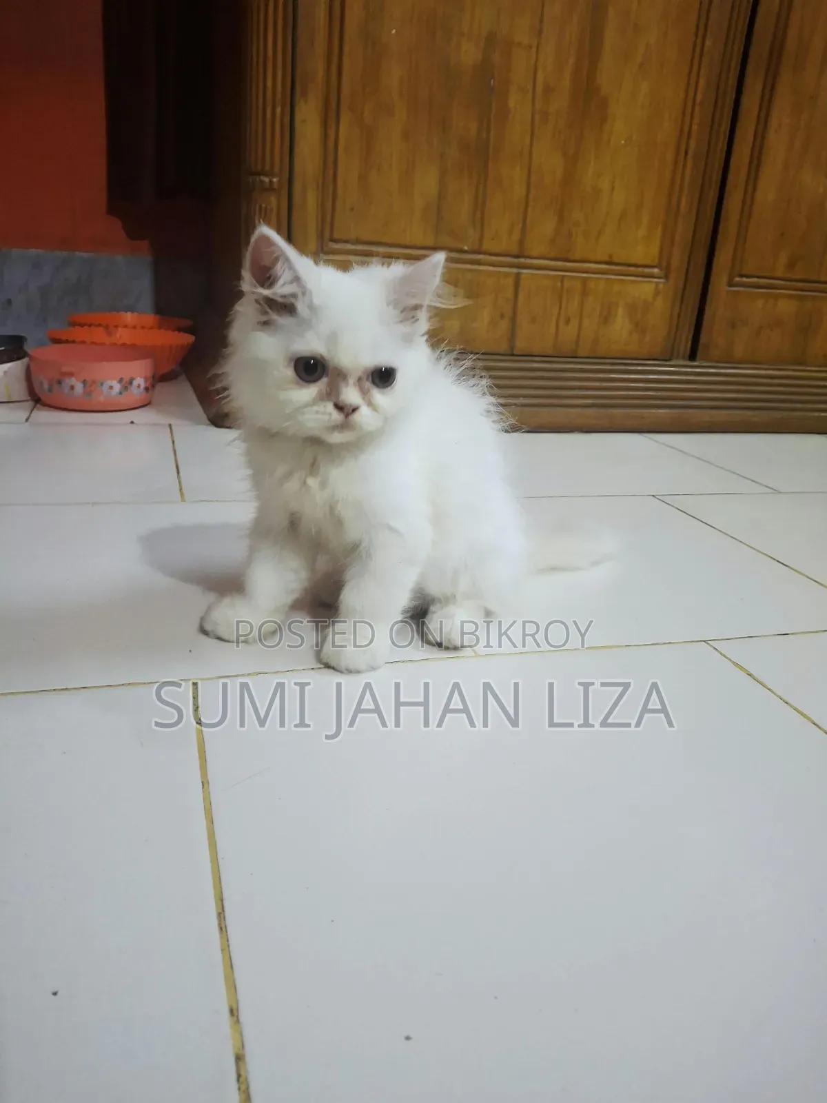 1-3 months Female Purebred Persian