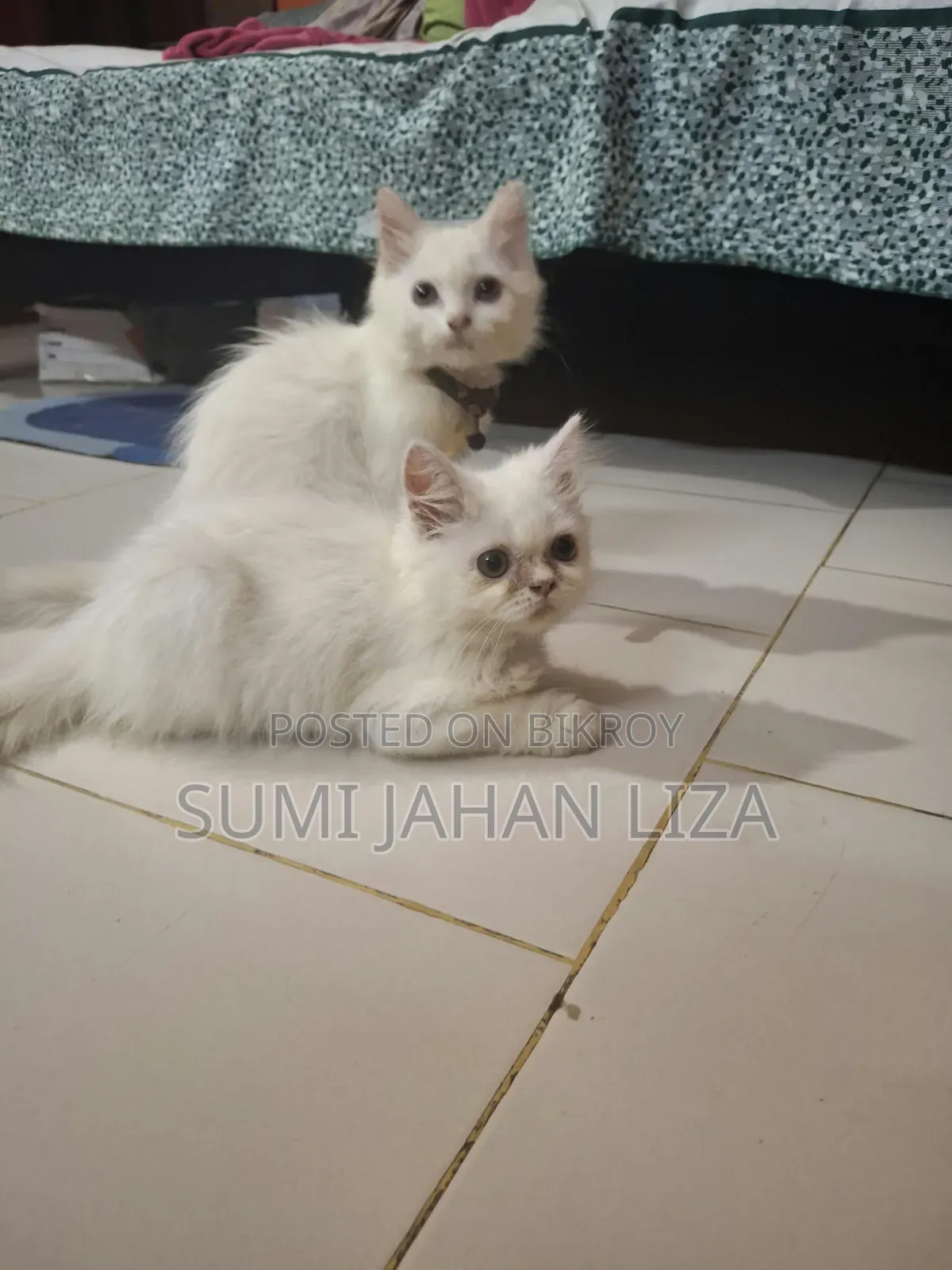 1-3 months Female Purebred Persian