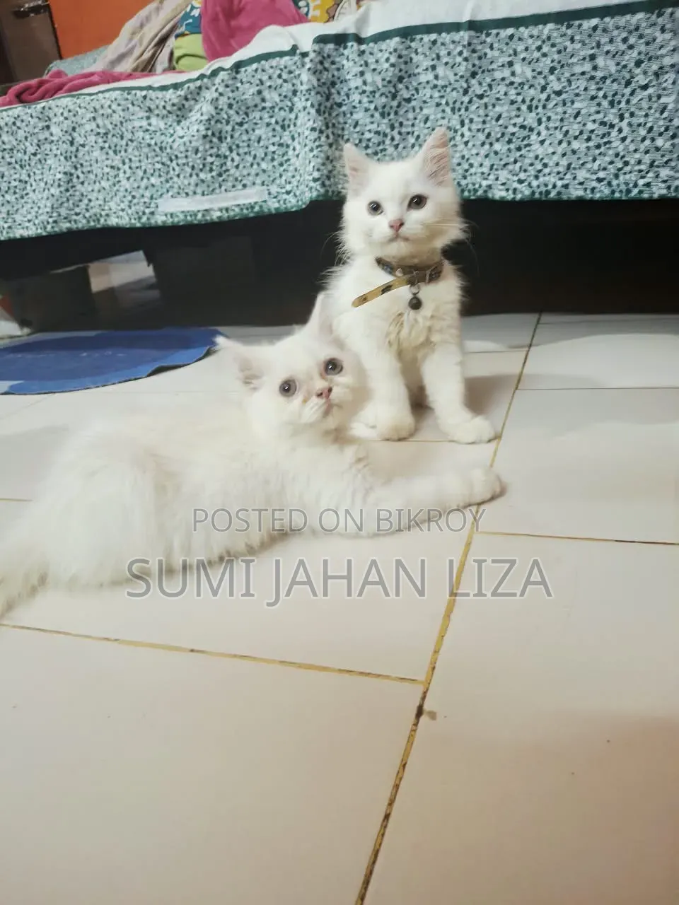 1-3 months Female Purebred Persian