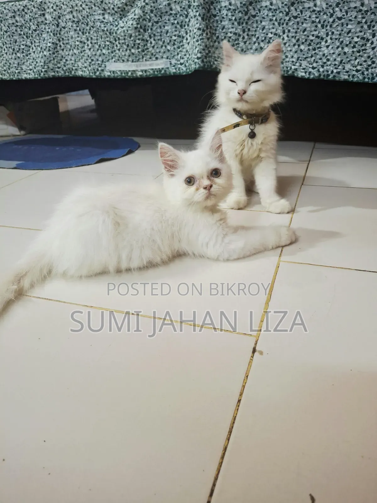 1-3 months Female Purebred Persian