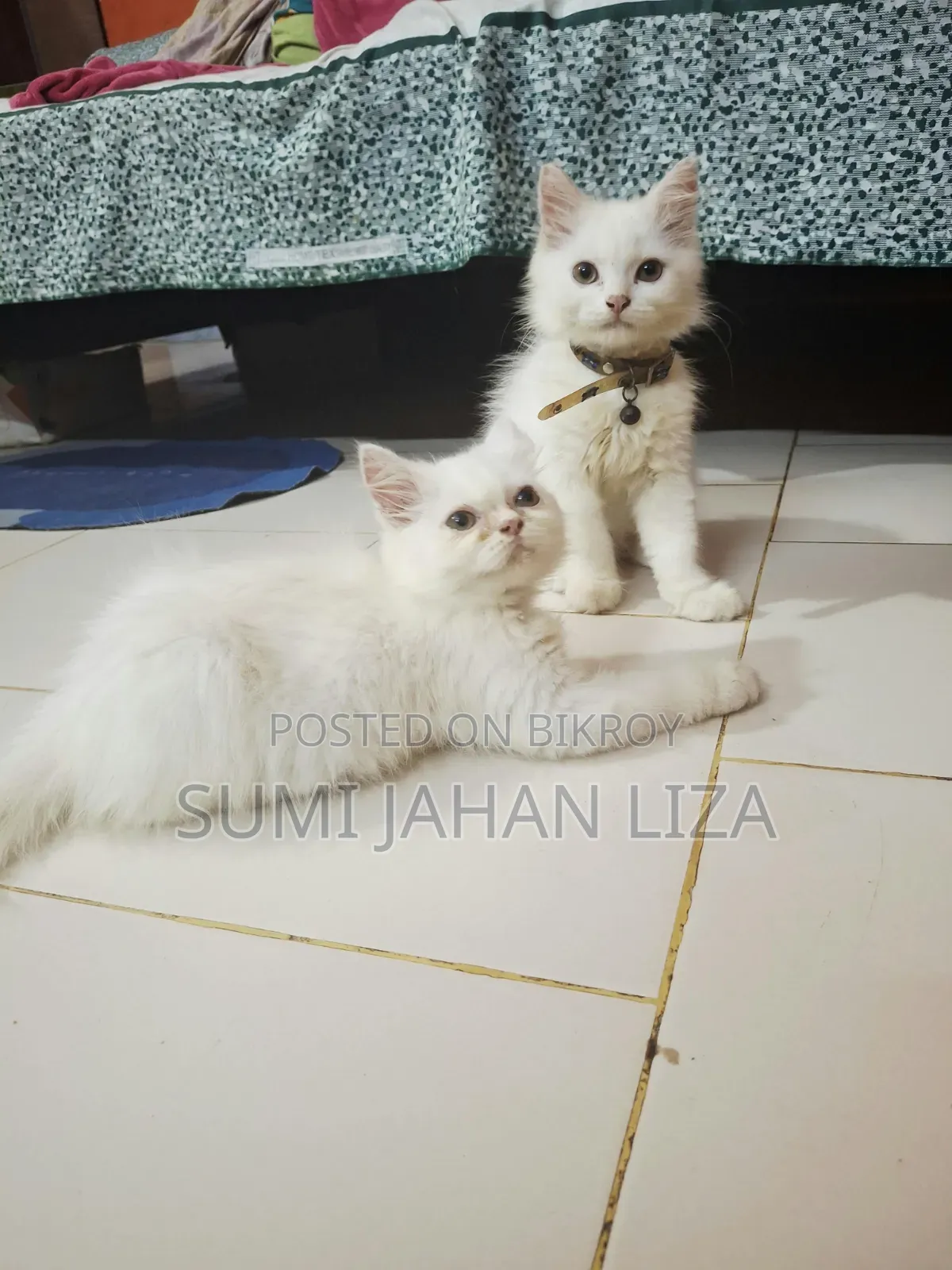 1-3 months Female Purebred Persian
