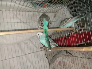 বাজিগড় বিক্রি হবে পাখী ১জোড়া  ১টি  খাছা সহ