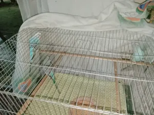 বাজিগড় বিক্রি হবে পাখী ১জোড়া  ১টি  খাছা সহ
