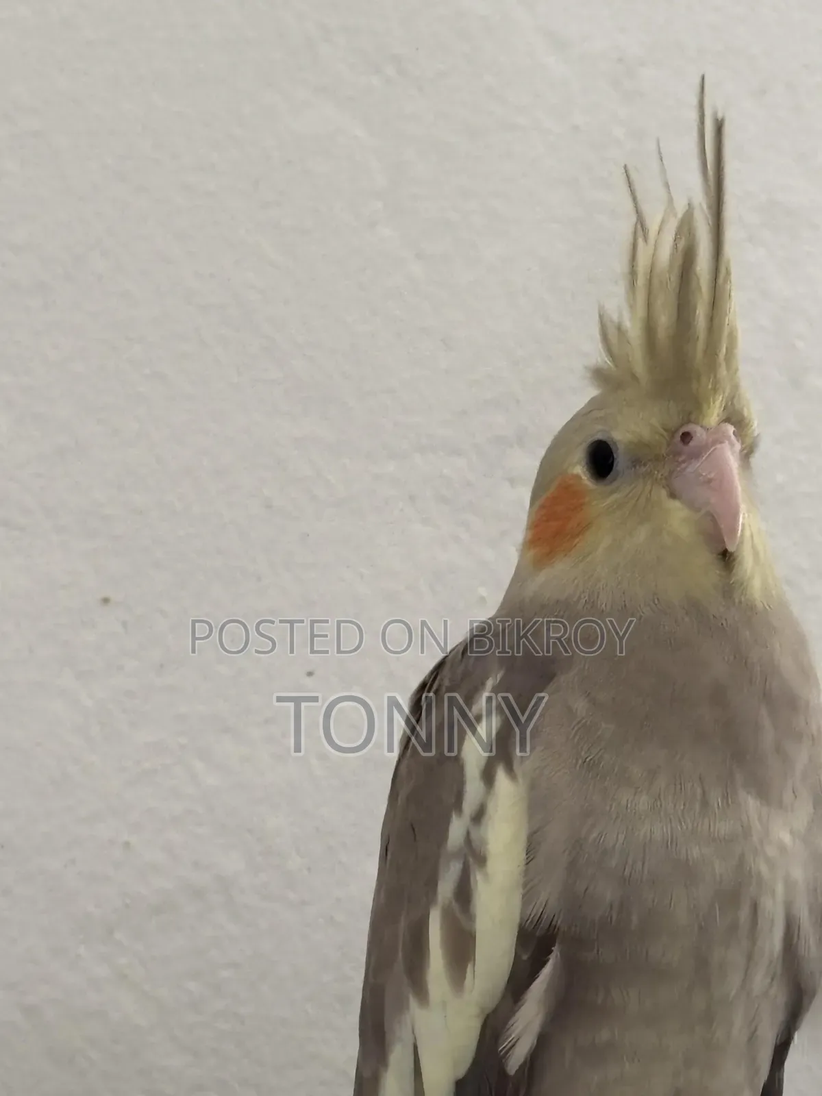 Healthy Hand Tamed Grey Cockatiel Pair (Male) - হ্যান্ড টেমড