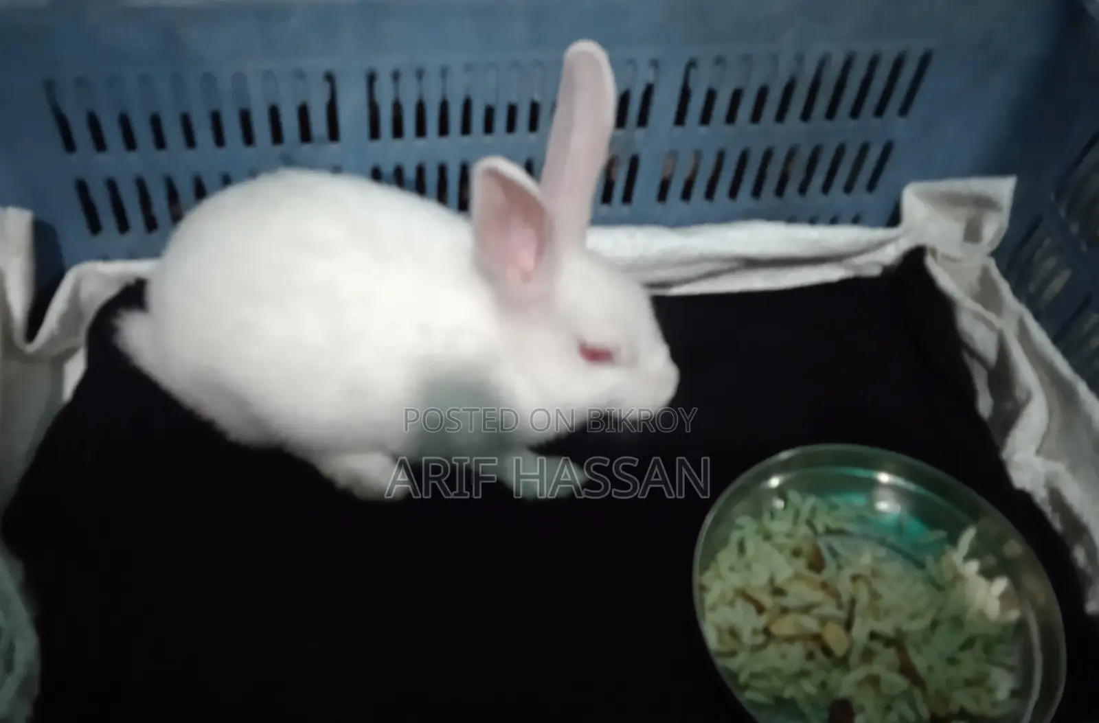 Full White Rabbit Male