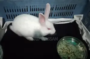 Full White Rabbit Male