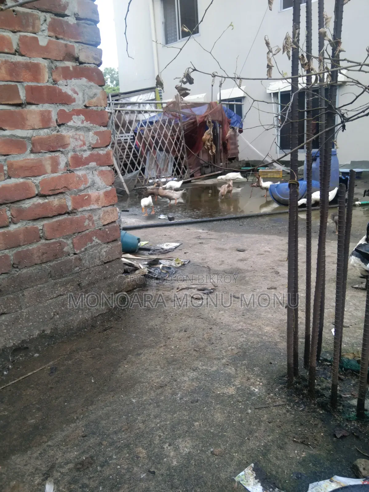 পিকিং হাঁস বিক্রয়