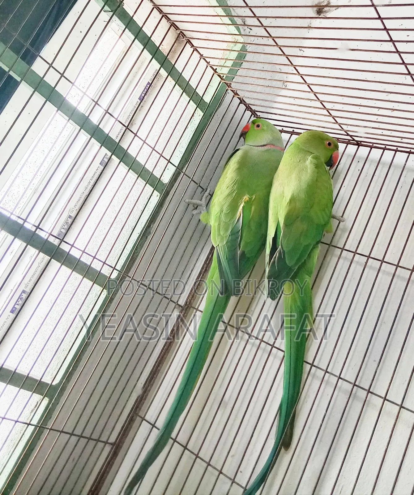 পাখি বিক্রি করা হবে