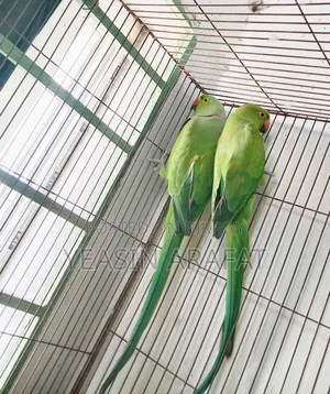 পাখি বিক্রি করা হবে
