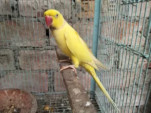 একটি রানিং লুটিনো রিংনেক মেইল বিক্রি করা হবে