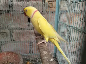 একটি রানিং লুটিনো রিংনেক মেইল বিক্রি করা হবে
