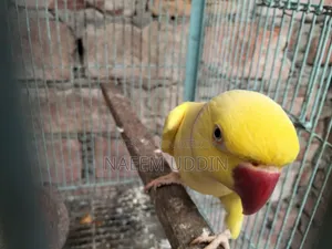একটি রানিং লুটিনো রিংনেক মেইল বিক্রি করা হবে