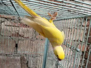 একটি রানিং লুটিনো রিংনেক মেইল বিক্রি করা হবে