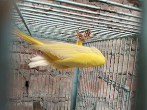 একটি রানিং লুটিনো রিংনেক মেইল বিক্রি করা হবে
