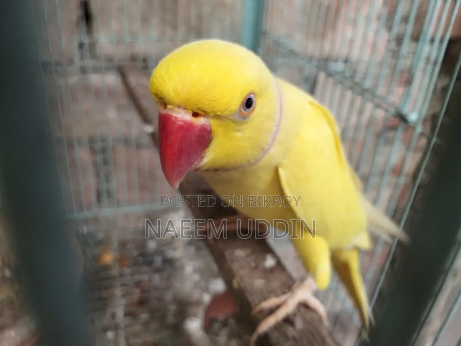একটি রানিং লুটিনো রিংনেক মেইল বিক্রি করা হবে