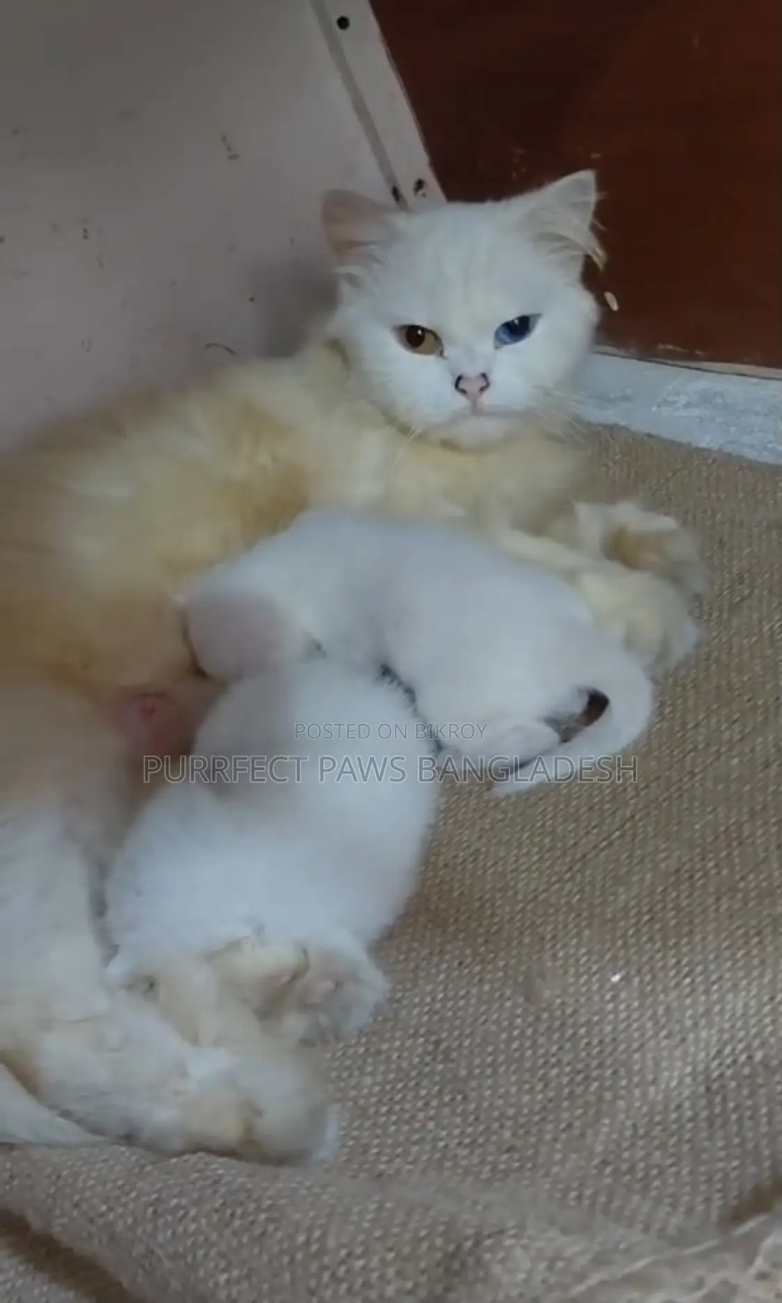 1-3 months Female Purebred Persian