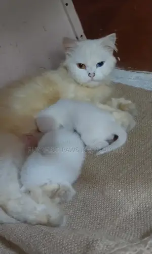 1-3 months Female Purebred Persian