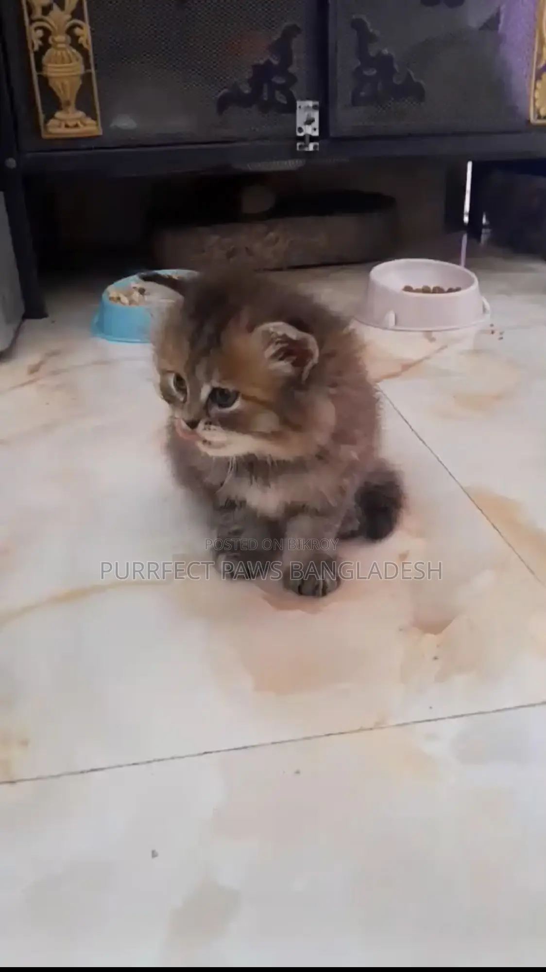 1-3 months Female Purebred Persian
