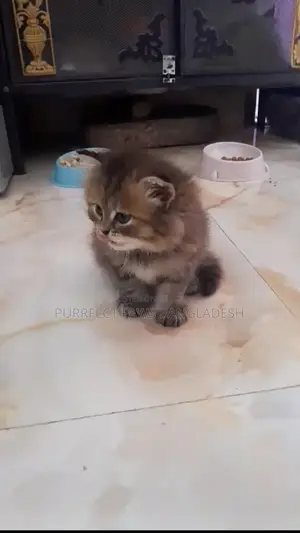 1-3 months Female Purebred Persian