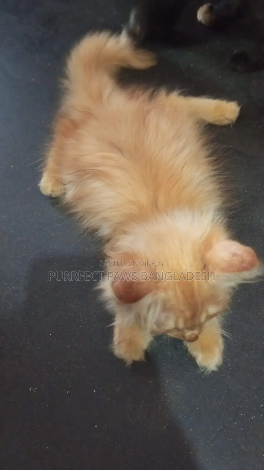 1-3 months Female Purebred Persian