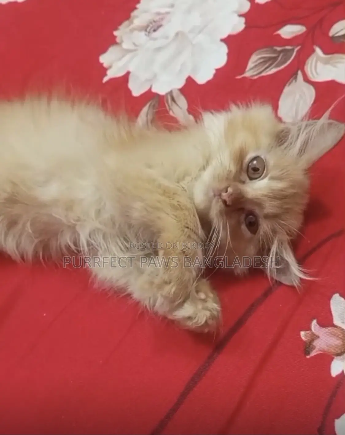 1-3 months Female Purebred Persian