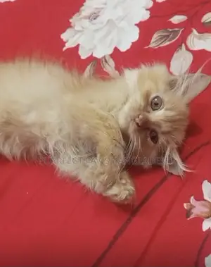 1-3 months Female Purebred Persian