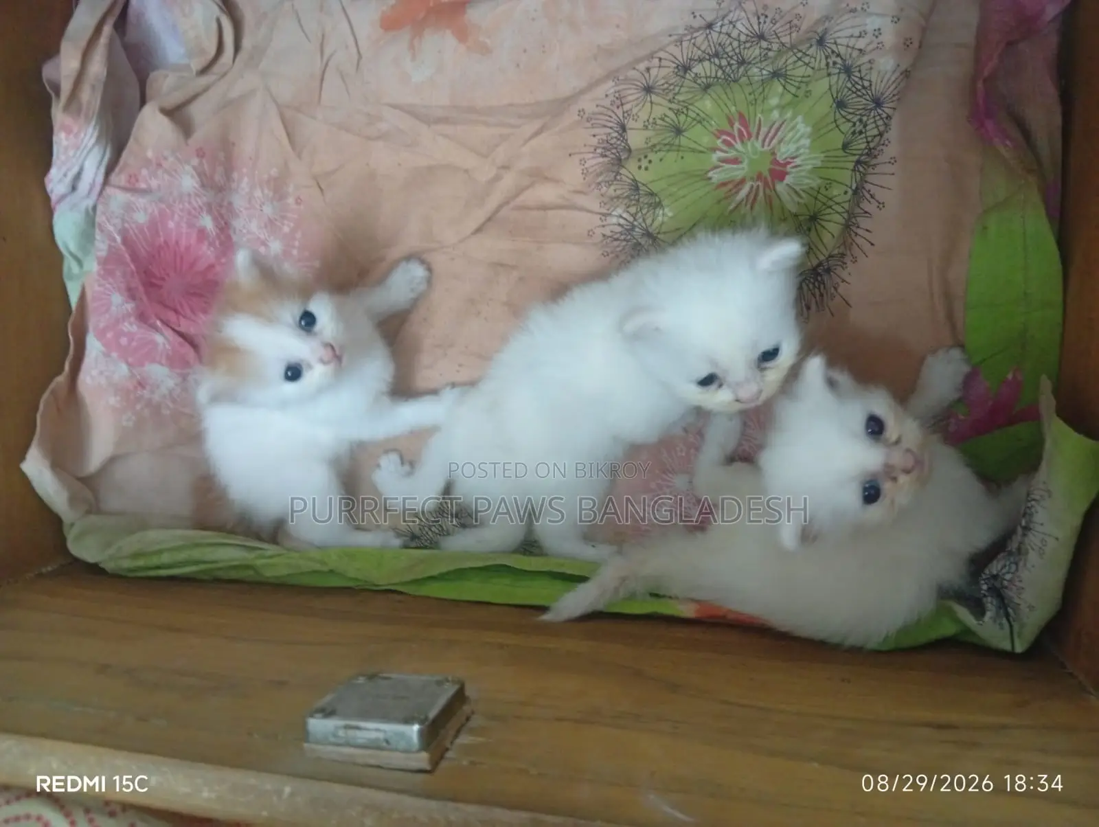 1-3 months Female Purebred Persian