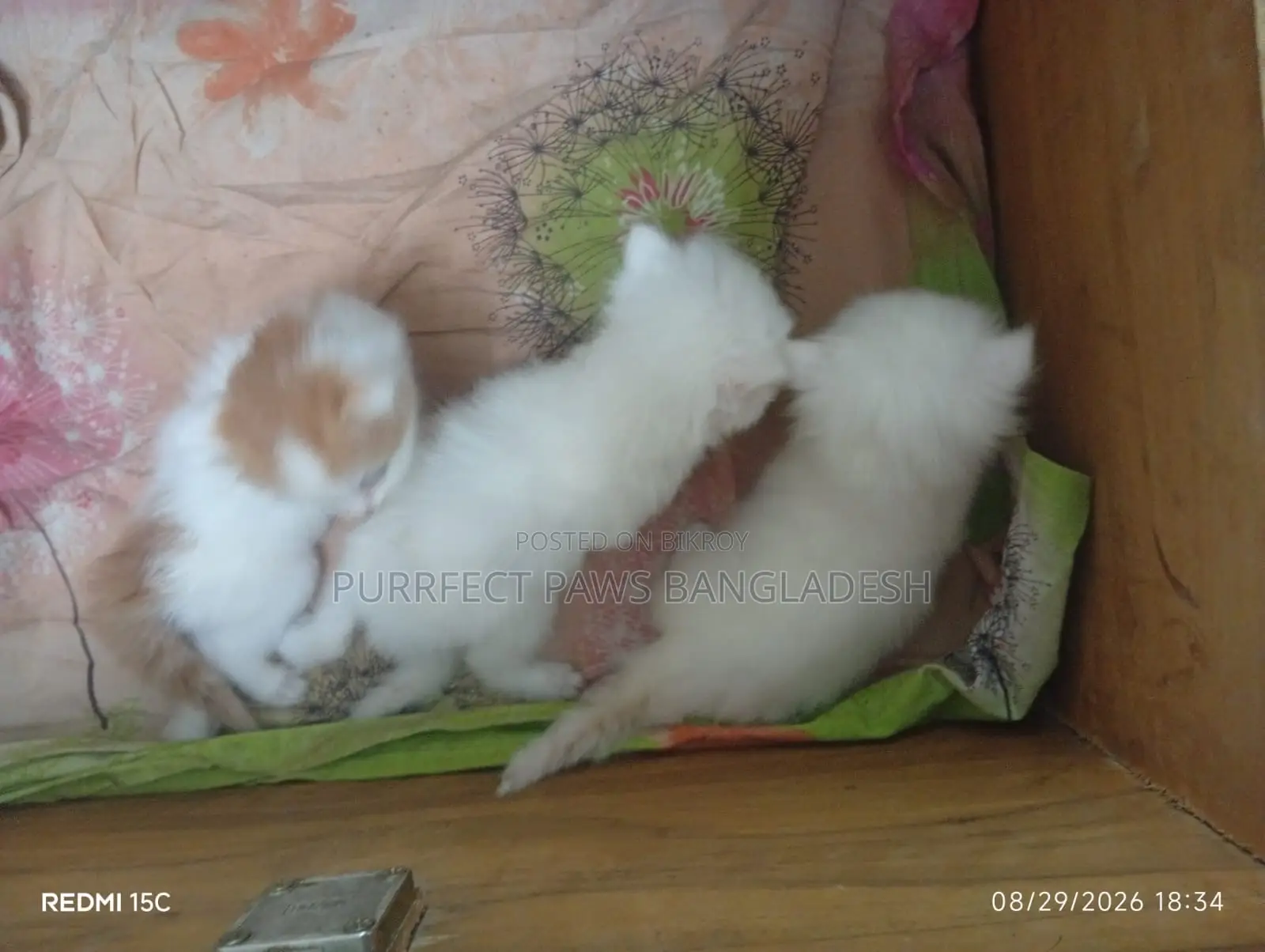 1-3 months Female Purebred Persian
