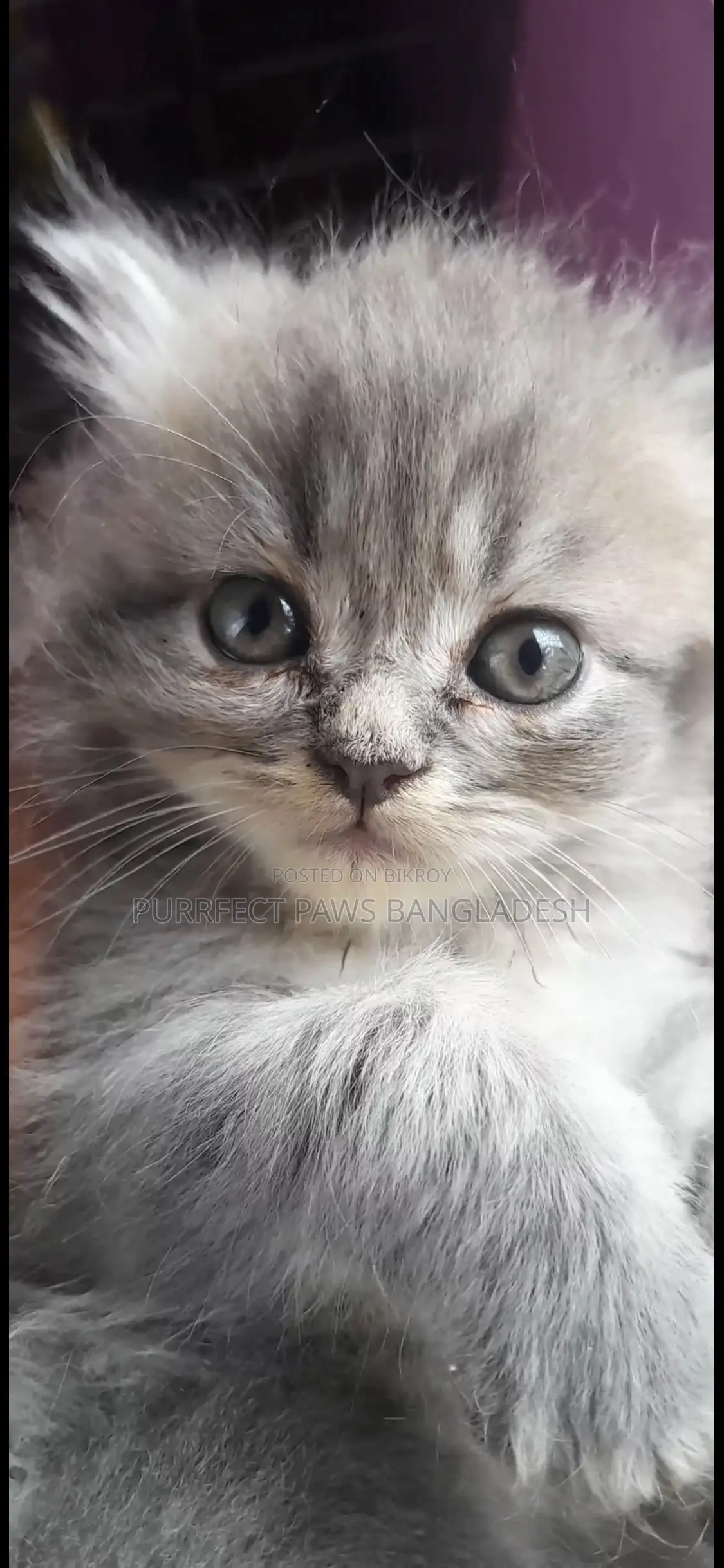 1-3 months Female Purebred Persian