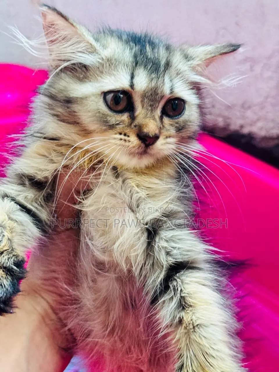 1-3 months Female Purebred Persian