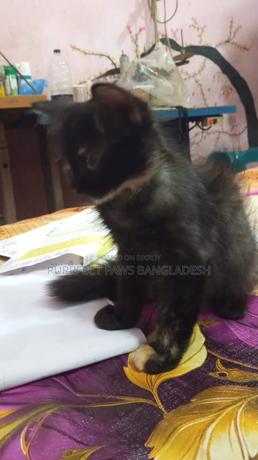 1-3 months Female Purebred Persian