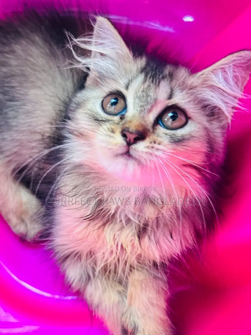 1-3 months Female Purebred Persian