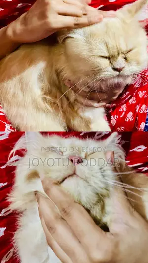 6-12 months Male Purebred Persian