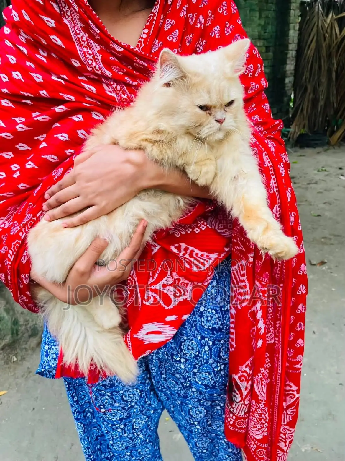 6-12 months Male Purebred Persian