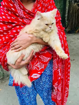6-12 months Male Purebred Persian