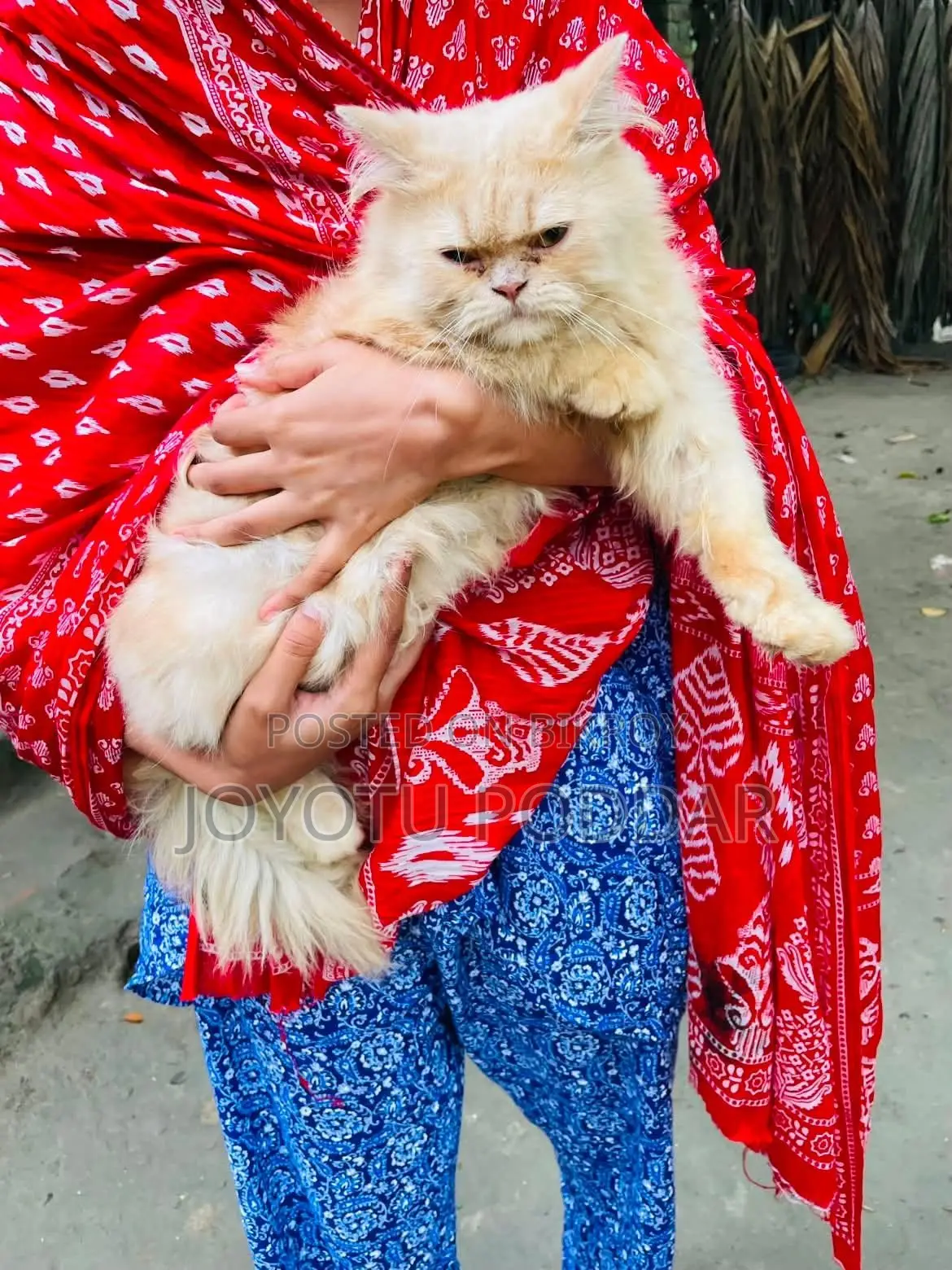6-12 months Male Purebred Persian