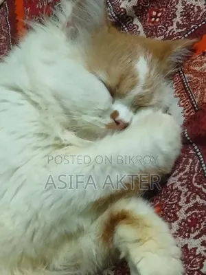 1+ year Female Purebred Persian