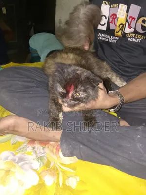 1+ year Female Purebred Persian