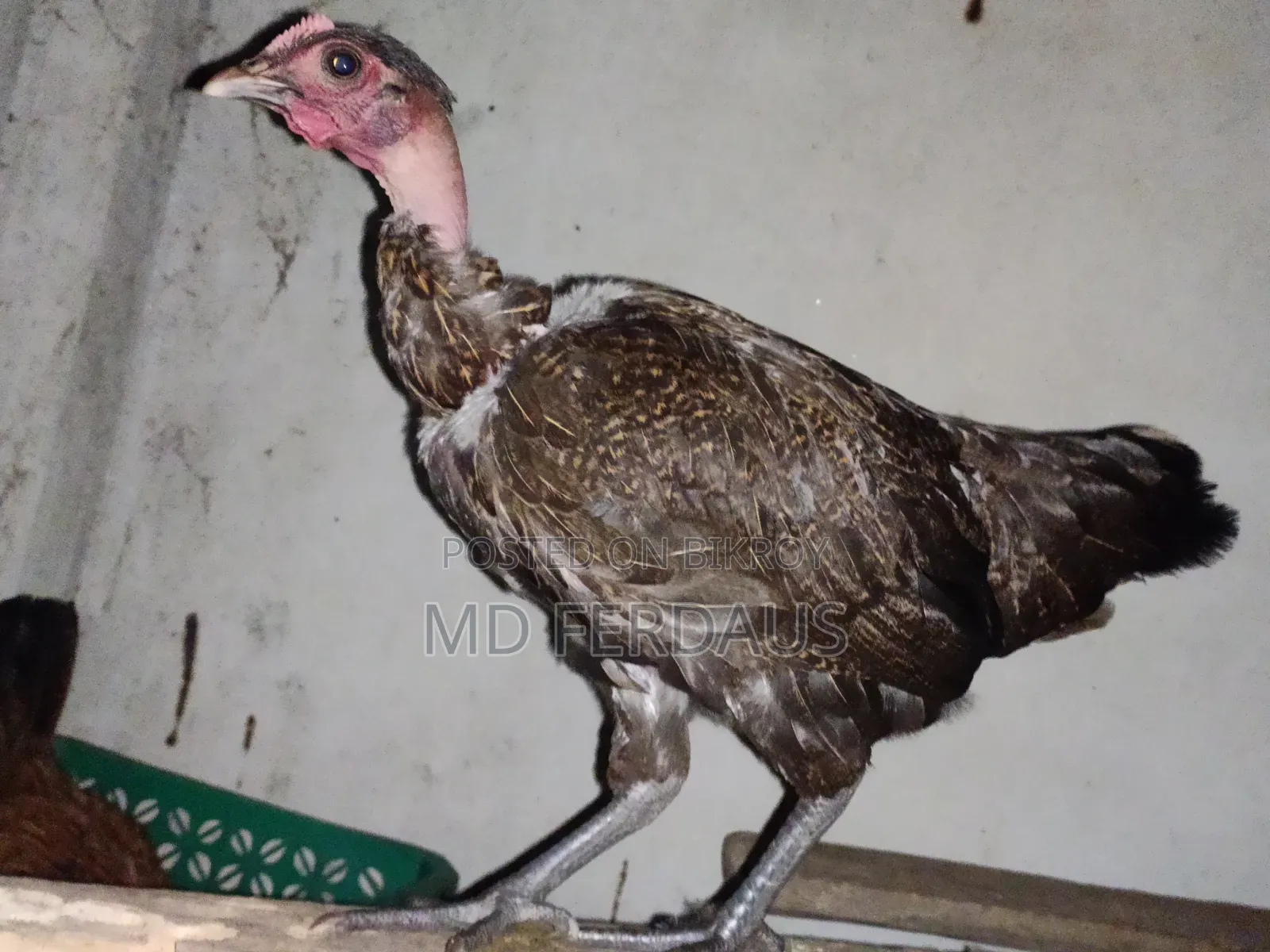 পিওর দেশি গলা ছিলা