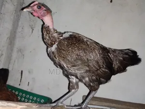 পিওর দেশি গলা ছিলা