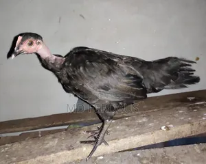 পিওর দেশি গলা ছিলা