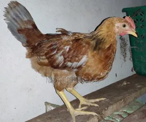 পিওর দেশি গলা ছিলা